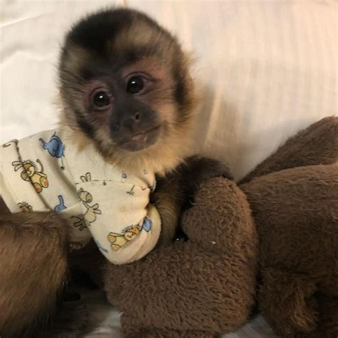 Since capuchin <strong>monkeys</strong> can live up to 45 years, make sure to do your research prior to obtaining a baby capuchin. . Monkeys for sale near arizona
